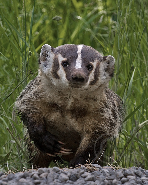 American Badger - Image 6539