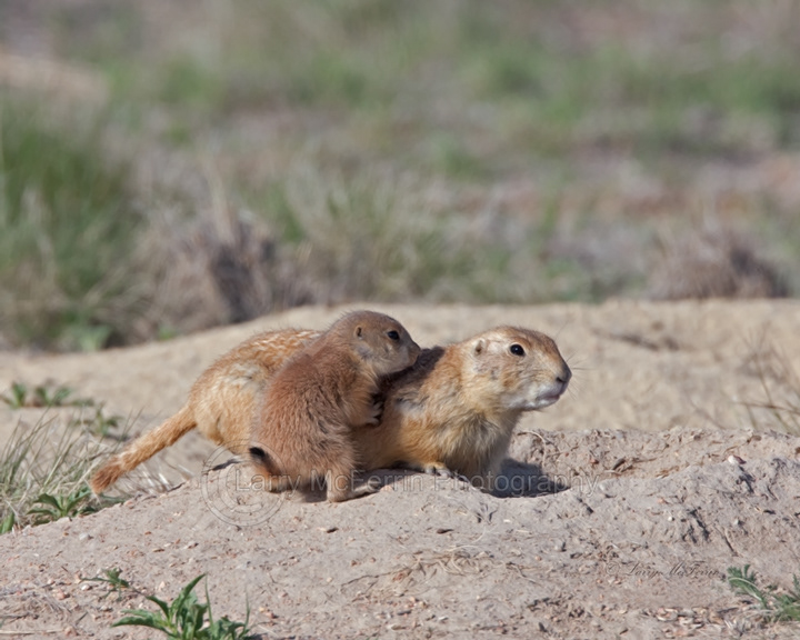 Black-tailed Prairie Dogs - Image 4126