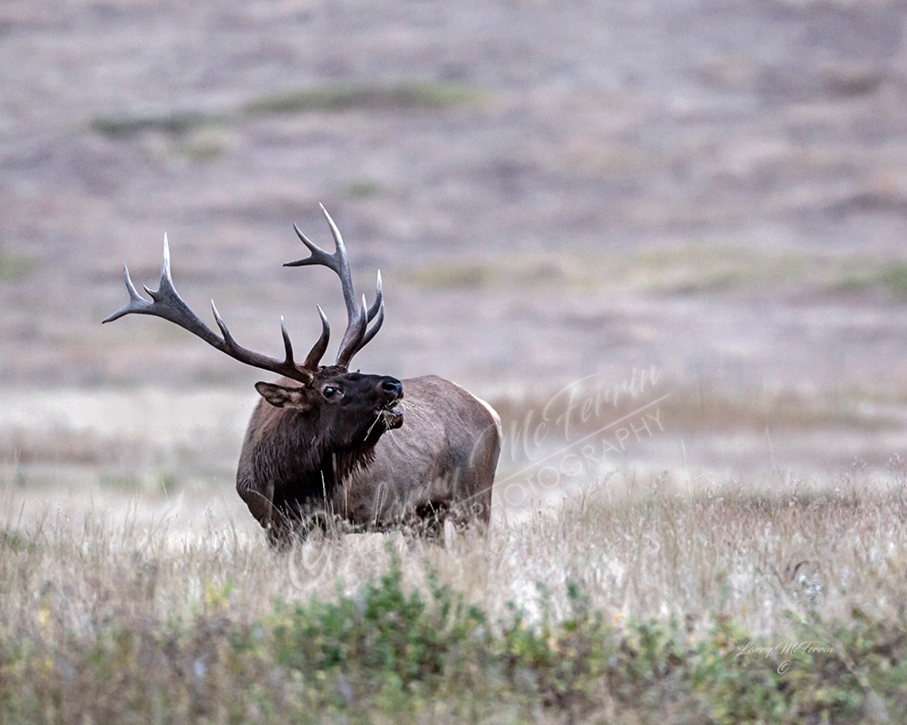 Montana Bull Elk - Image 5593