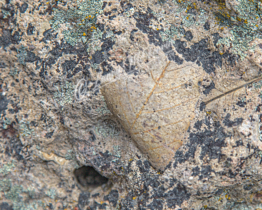 Leaf Fossil, John Day Fossil Beds, Oregon - Image #4206 
