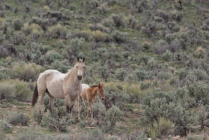 Mare & Foal - Warm Springs HMA, Oregon - Image #3403