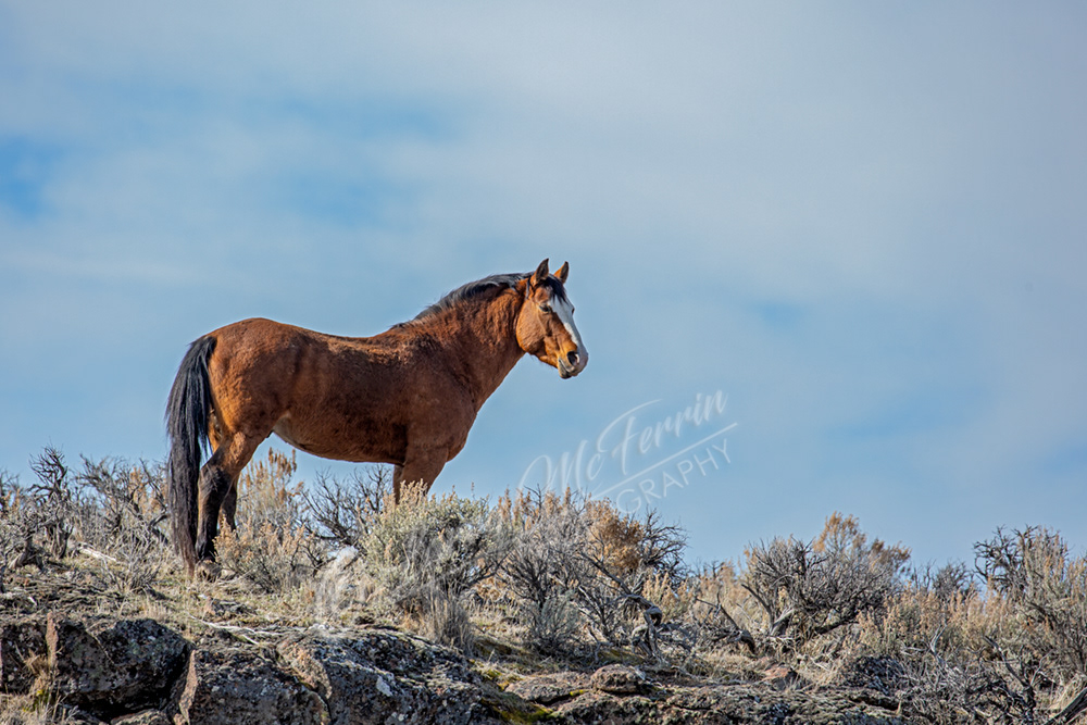 Larry McFerrin Photography - South Steens HMA, Oregon