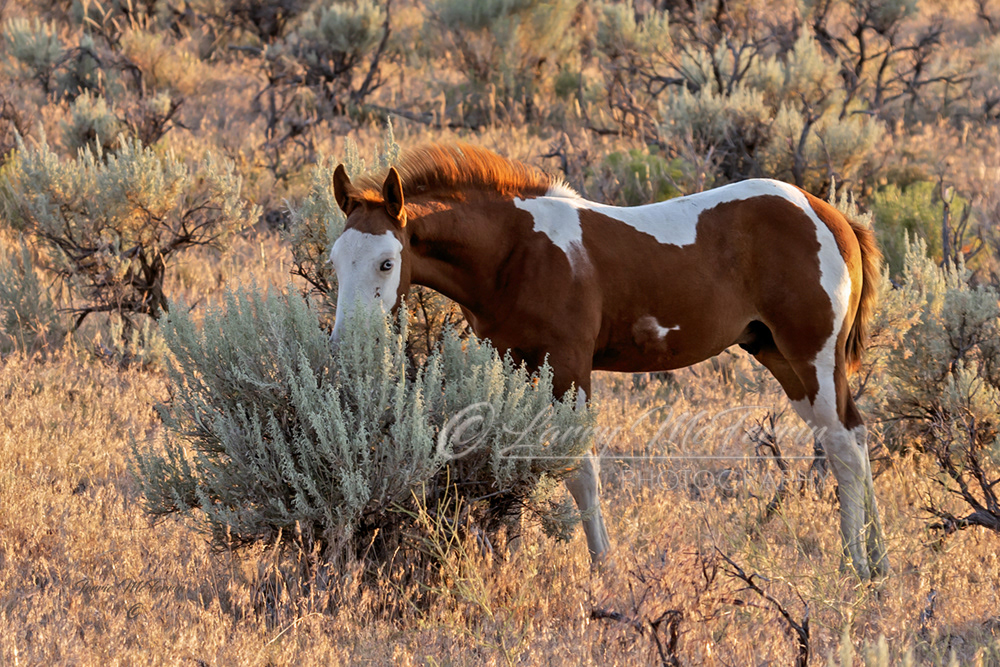 Skye Hawk - S. Steens HMA Colt - Image #5032