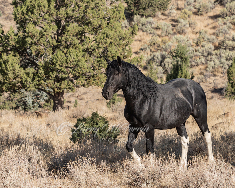 Sox - S. Steens HMA Stallion - Image #2500