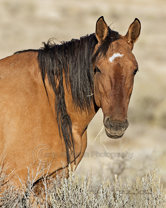Kiger HMA, Oregon Mare - Image #3175