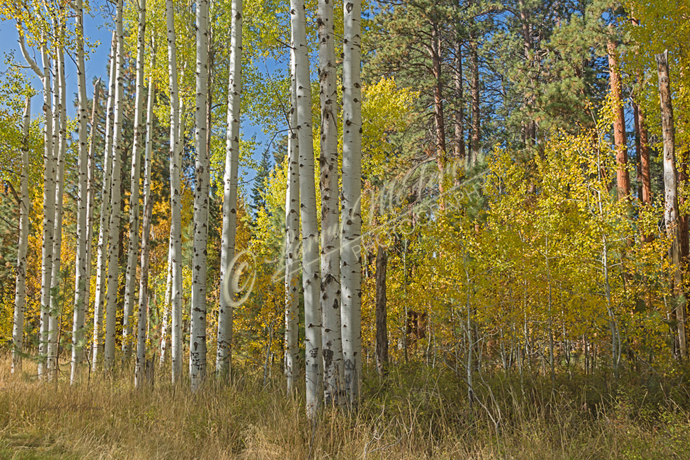 Autumn Aspens, Deschutes County, Oregon - Image #2884