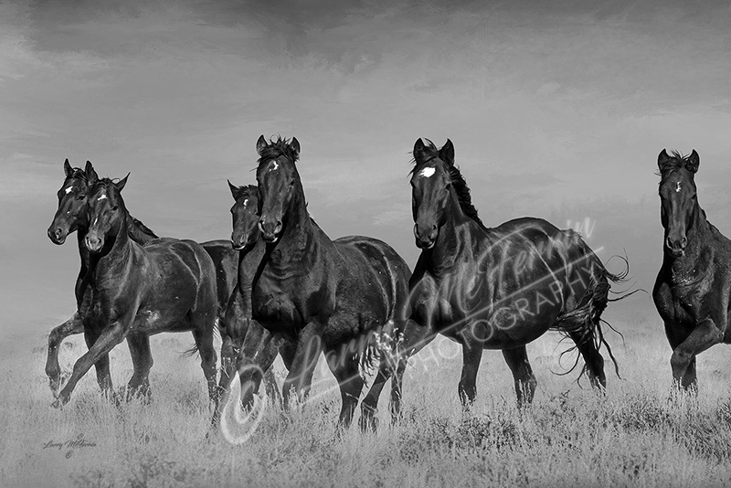 Voodoo Band, S Steens Mustangs, Oregon - Image 5377DA 