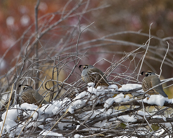 California Quail - Image 6604