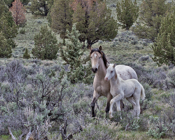 Palomino Buttes HMA, Oregon Mare & Colt - Image #5258
