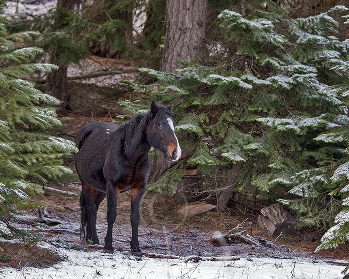 Big Summit Territory Wild Stallion - Image #0067