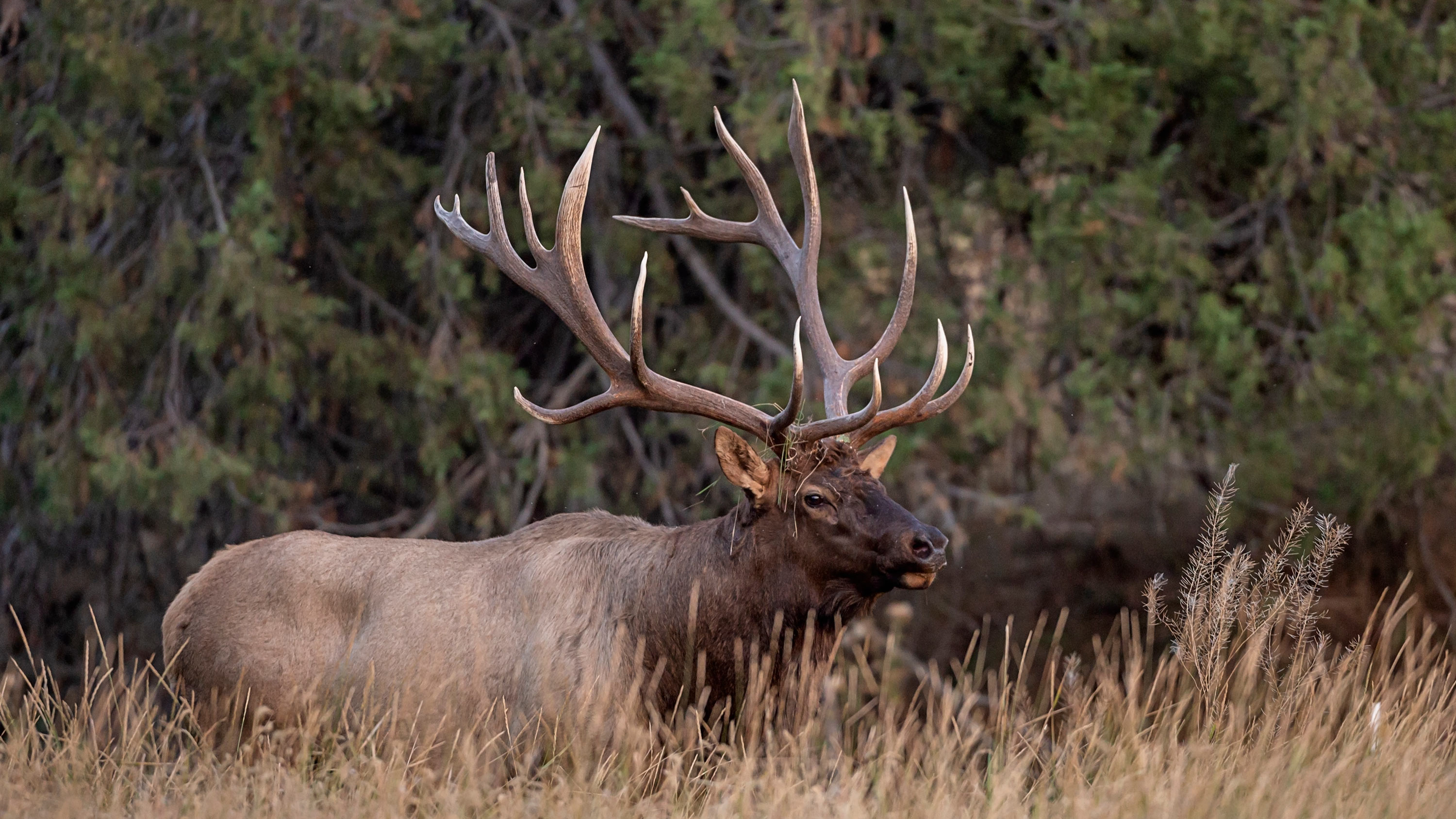 Larry McFerrin Photography - Elk