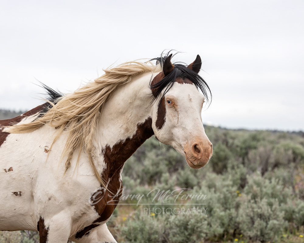Shaman - S. Steens HMA Stallion - Image #8268