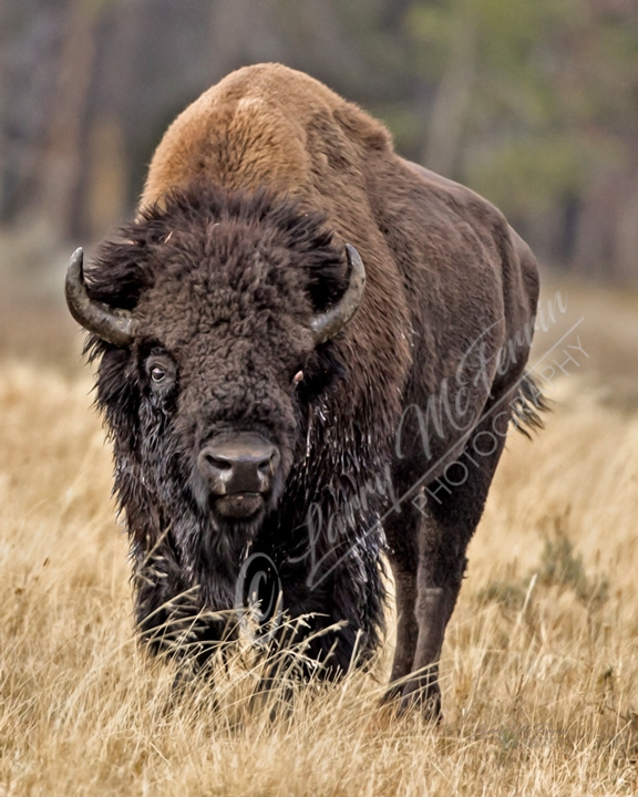 American Bison Bull - Image 4627