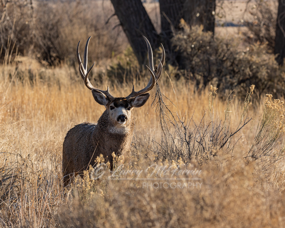 Mule Deer Buck - Image 3941