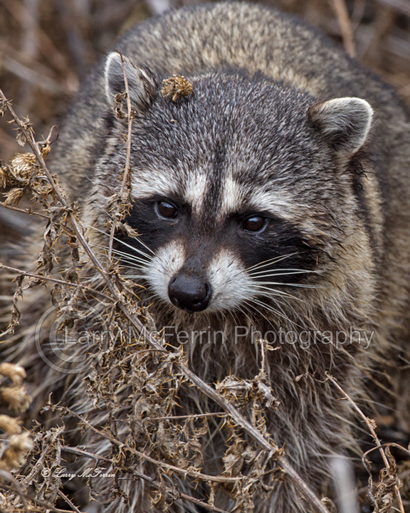 Raccoon - Image 1174