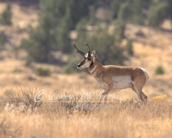 Pronghorn Buck - Image 2529