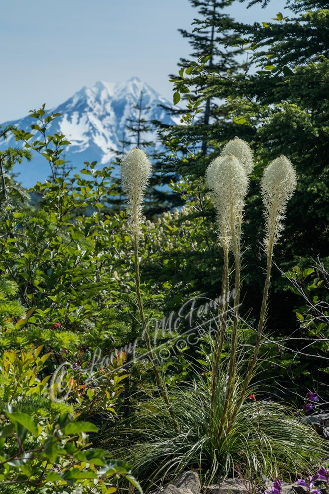 Bear Grass & Mt. Jefferson, Oregon - Image #4625