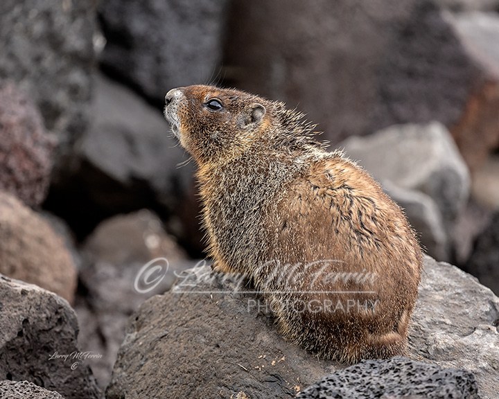 Yellow-bellied Marmot - Image 6193