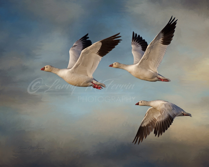 Snow Geese - Image 2496DA