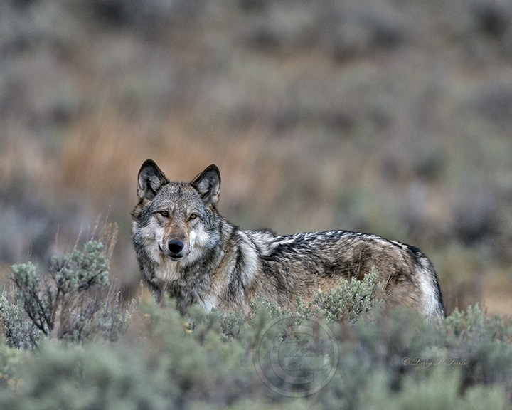 Gray Wolf - Image 4400