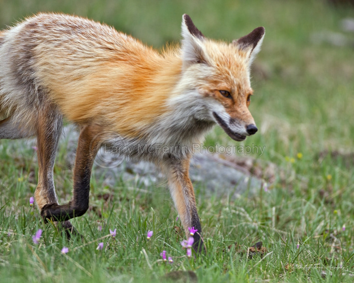 Red Fox Vixen - Image 1741