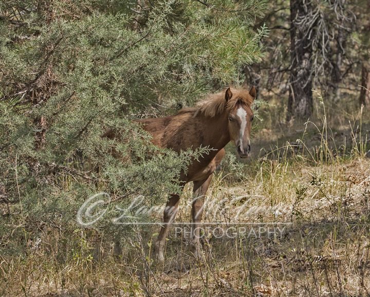 Big Summit Territory Wild Foal - Image #0303