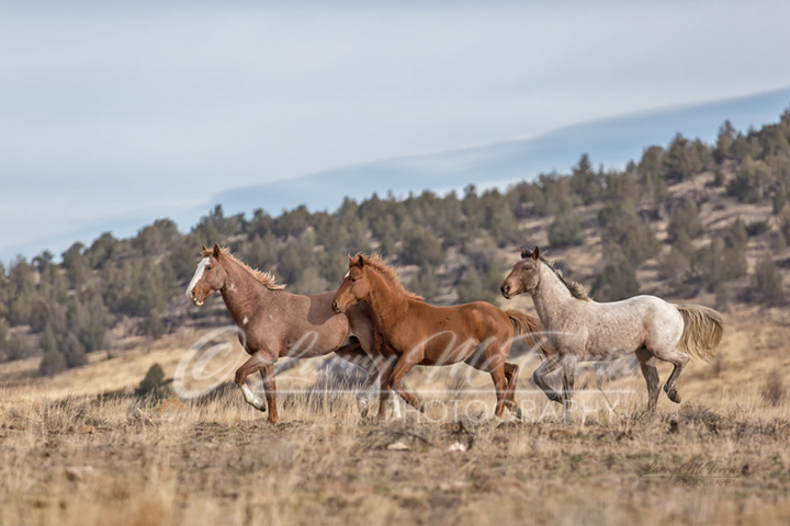 Bachelors - Warm Springs HMA, Oregon - Image #1512