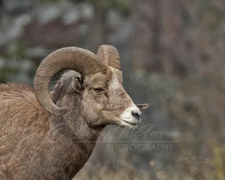 Rocky Mountain Bighorn Ram - Image 6857