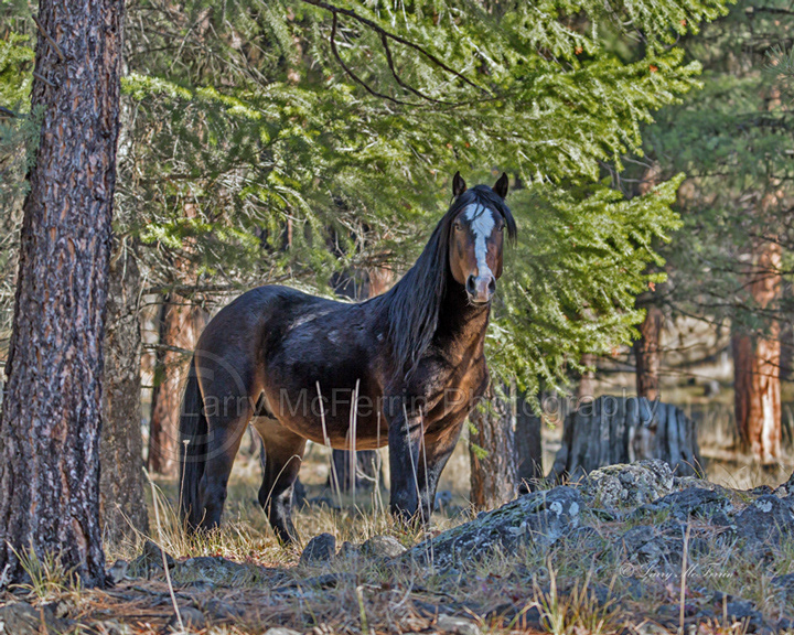 Big Summit Territory Wild Stallion - Image #0124