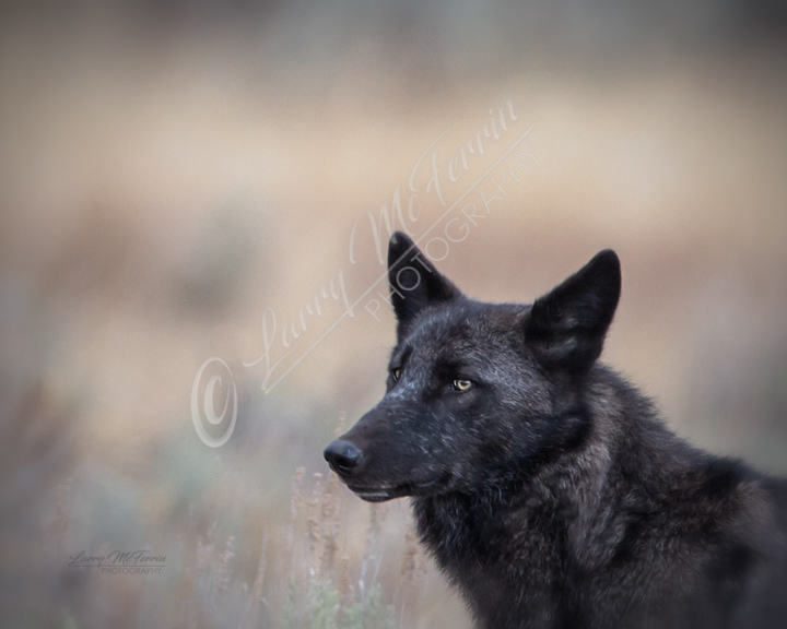 Gray Wolf - Image 4412
