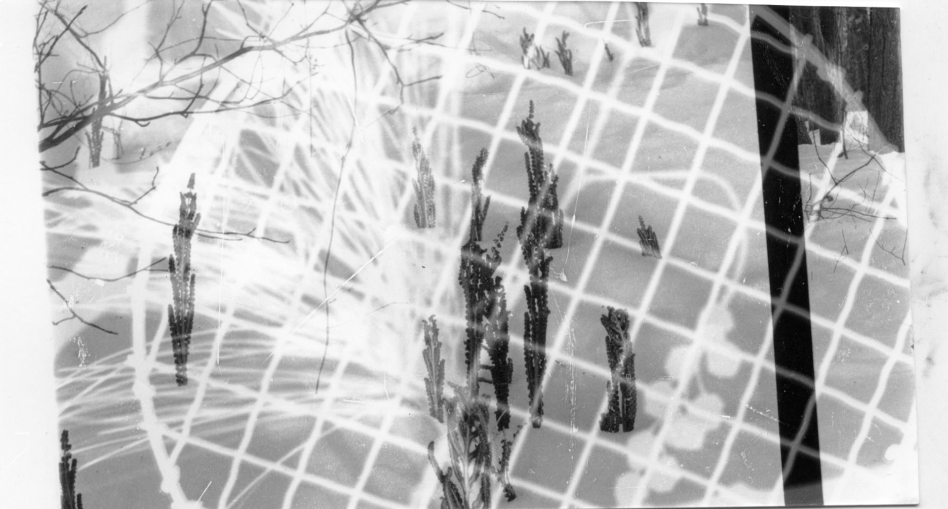 Untitled. Photogram Collage. Variable. 2020.