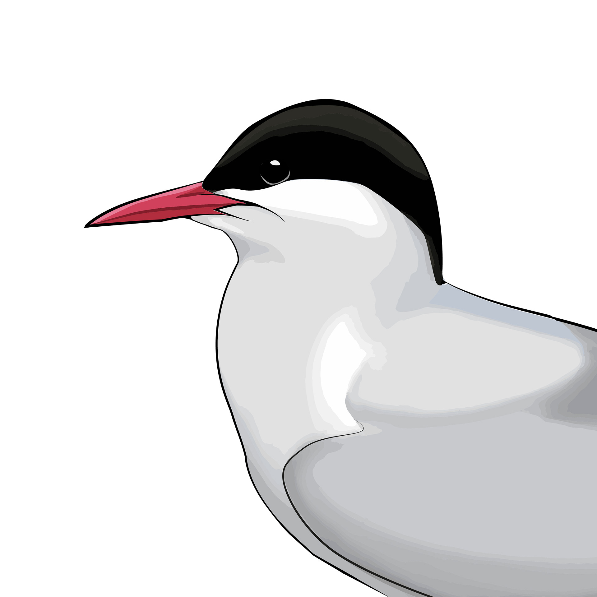 Silvertärna | Arctic Tern