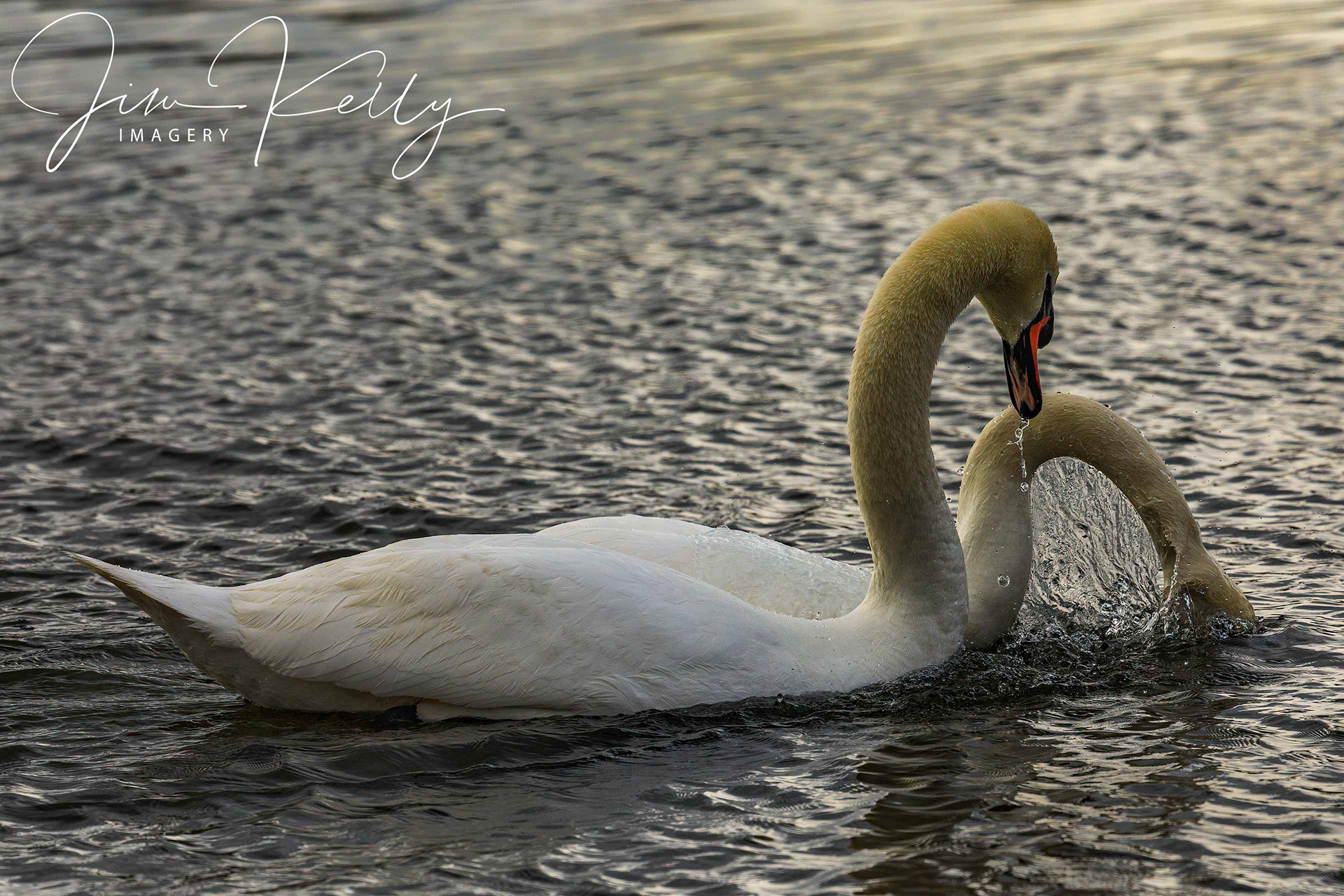 Courting (Ref: DIG15577)