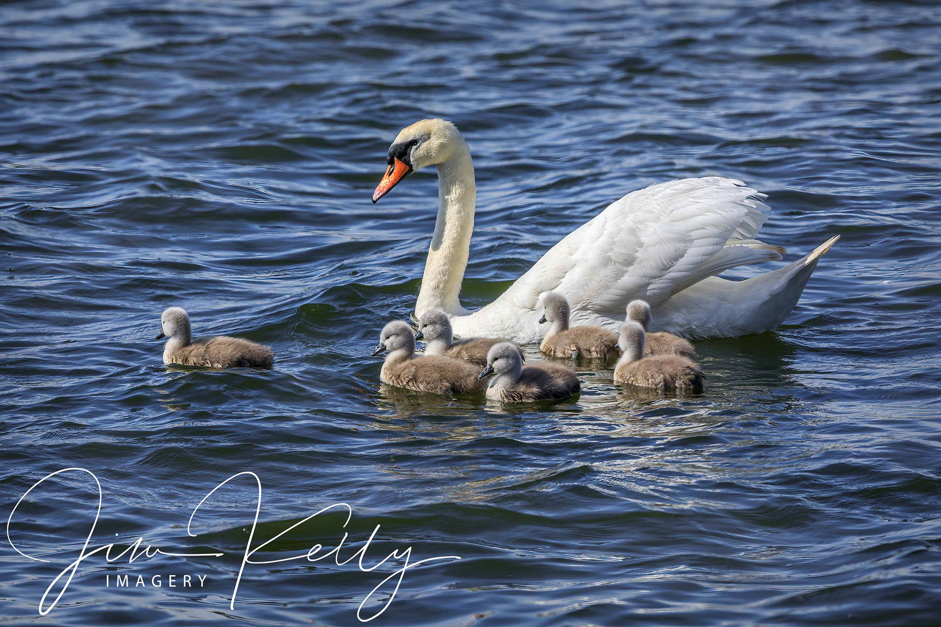 New Family (Ref: DIG16222)