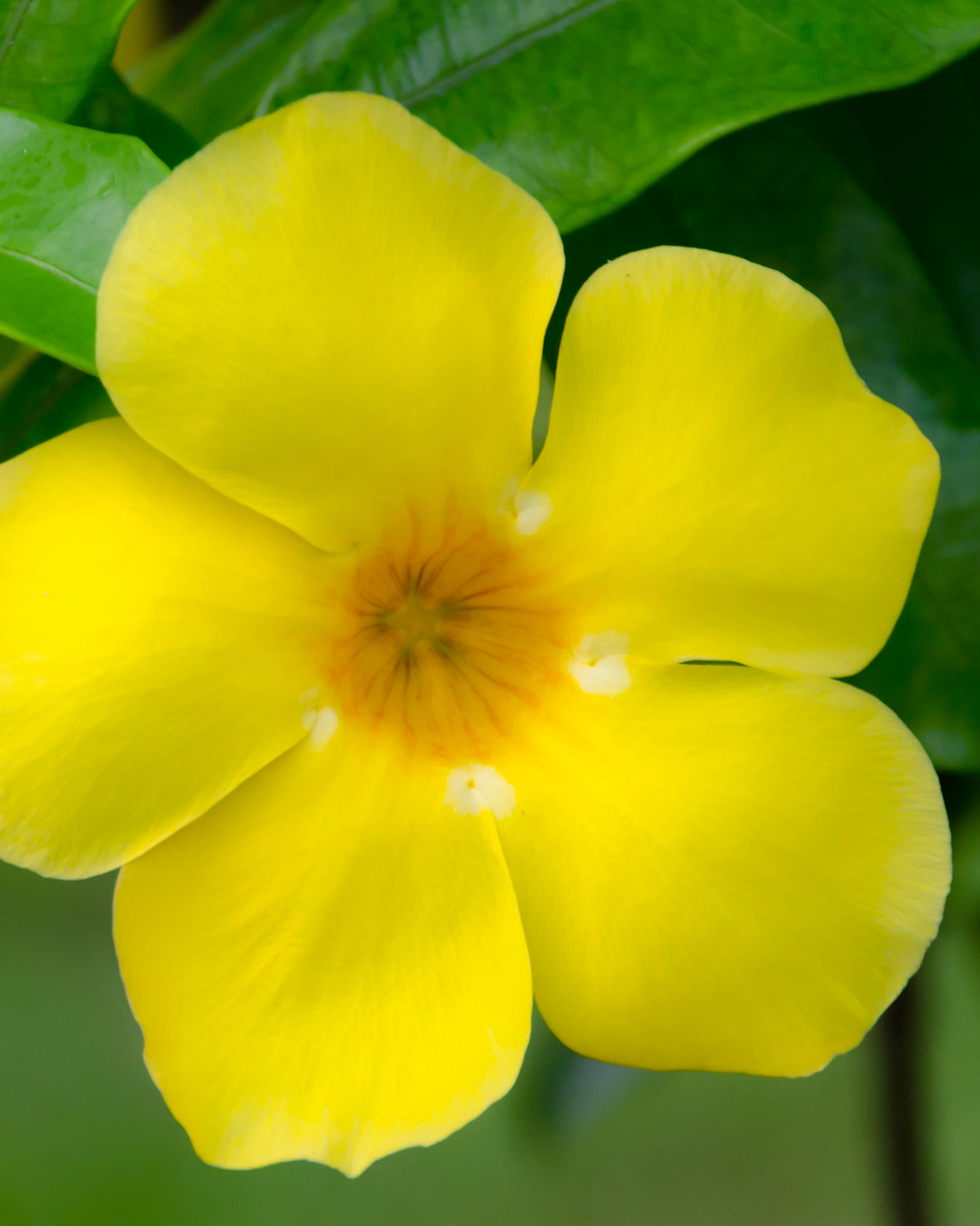 like a flower