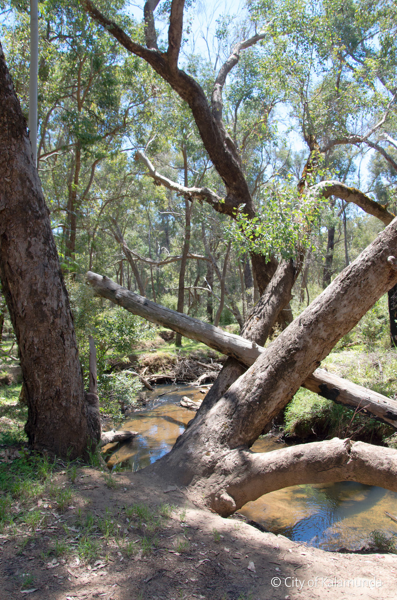 Piesse Brook
