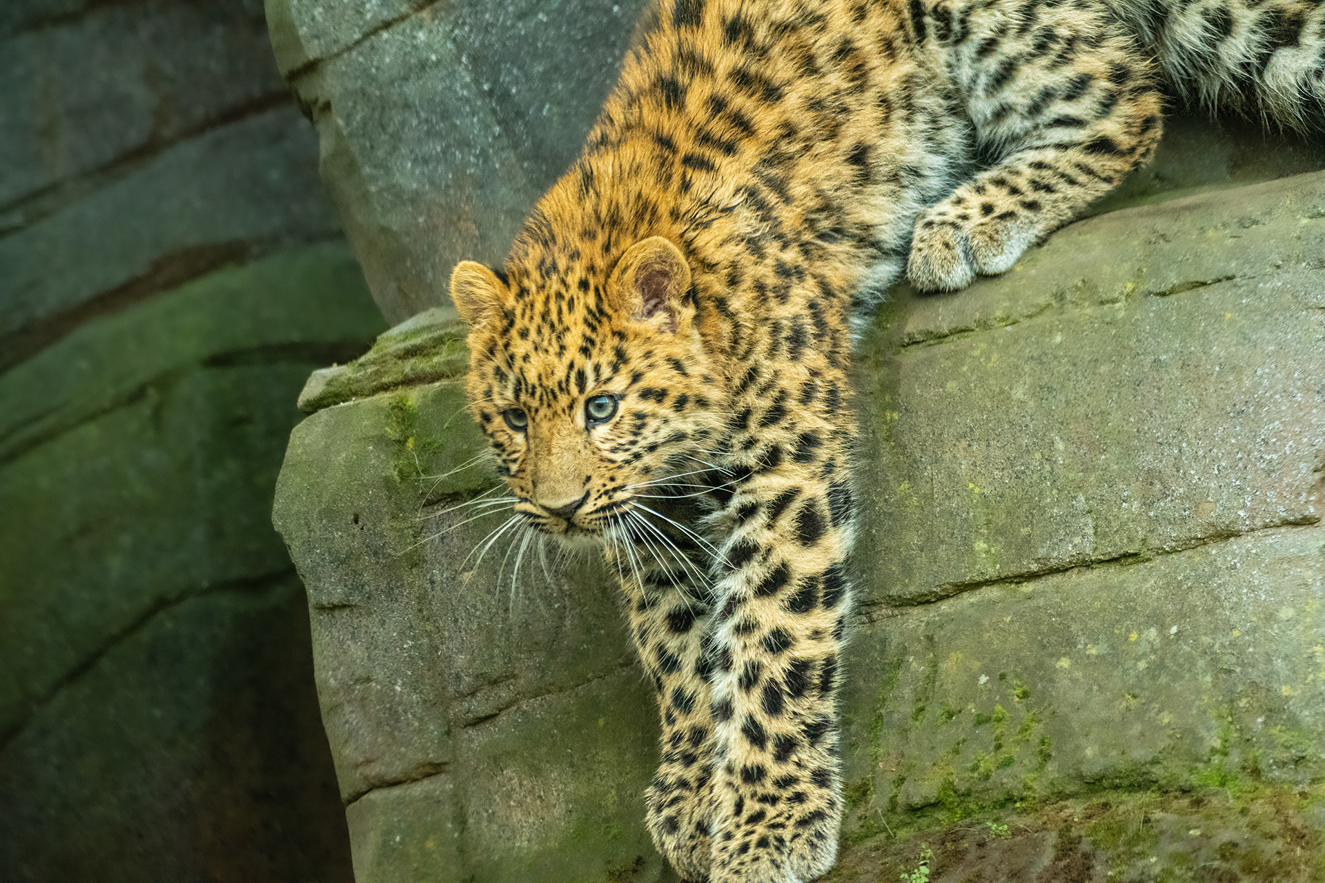 Rays Captured Moments - Amur Leopards