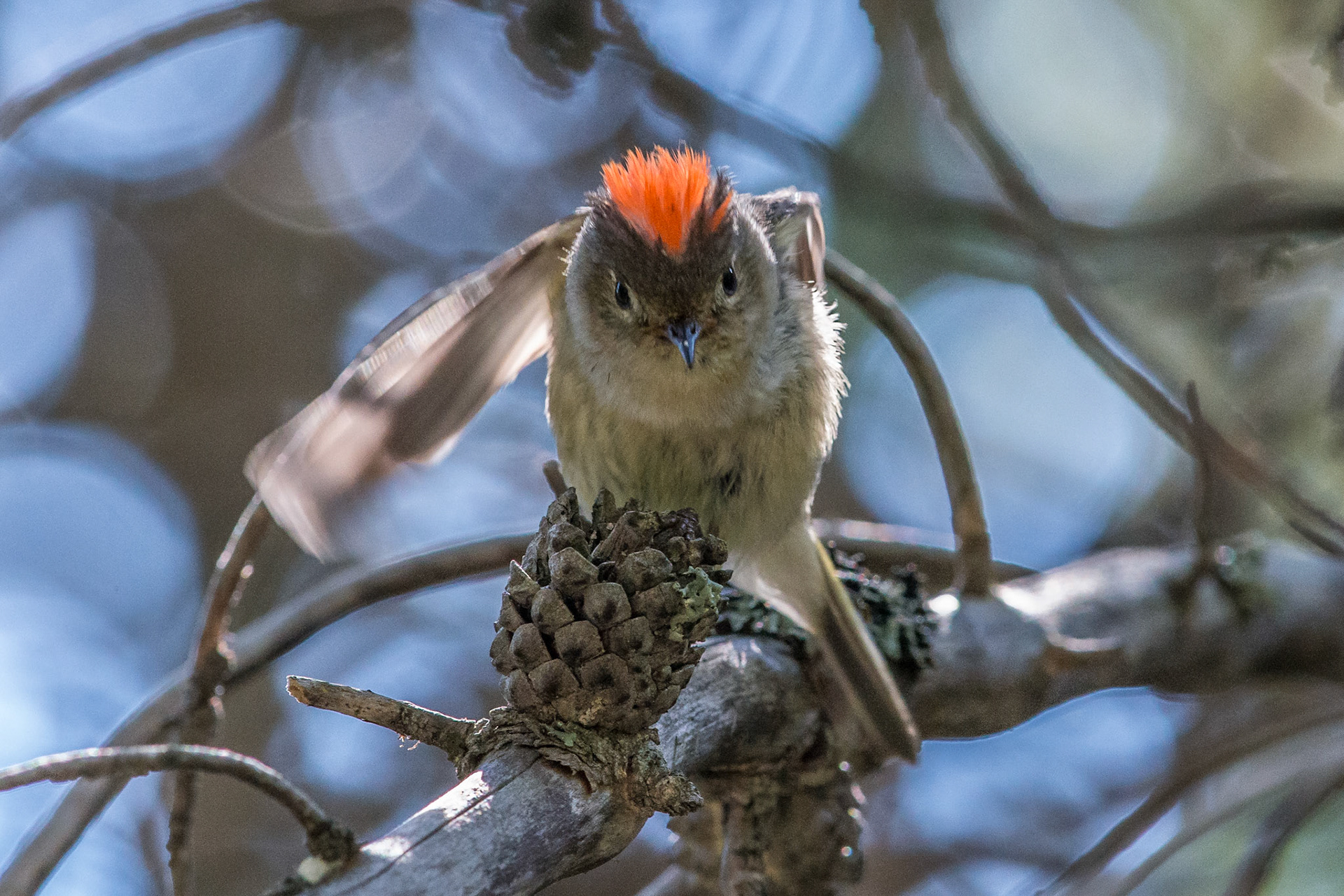 Ruby-Crowned Kinglet