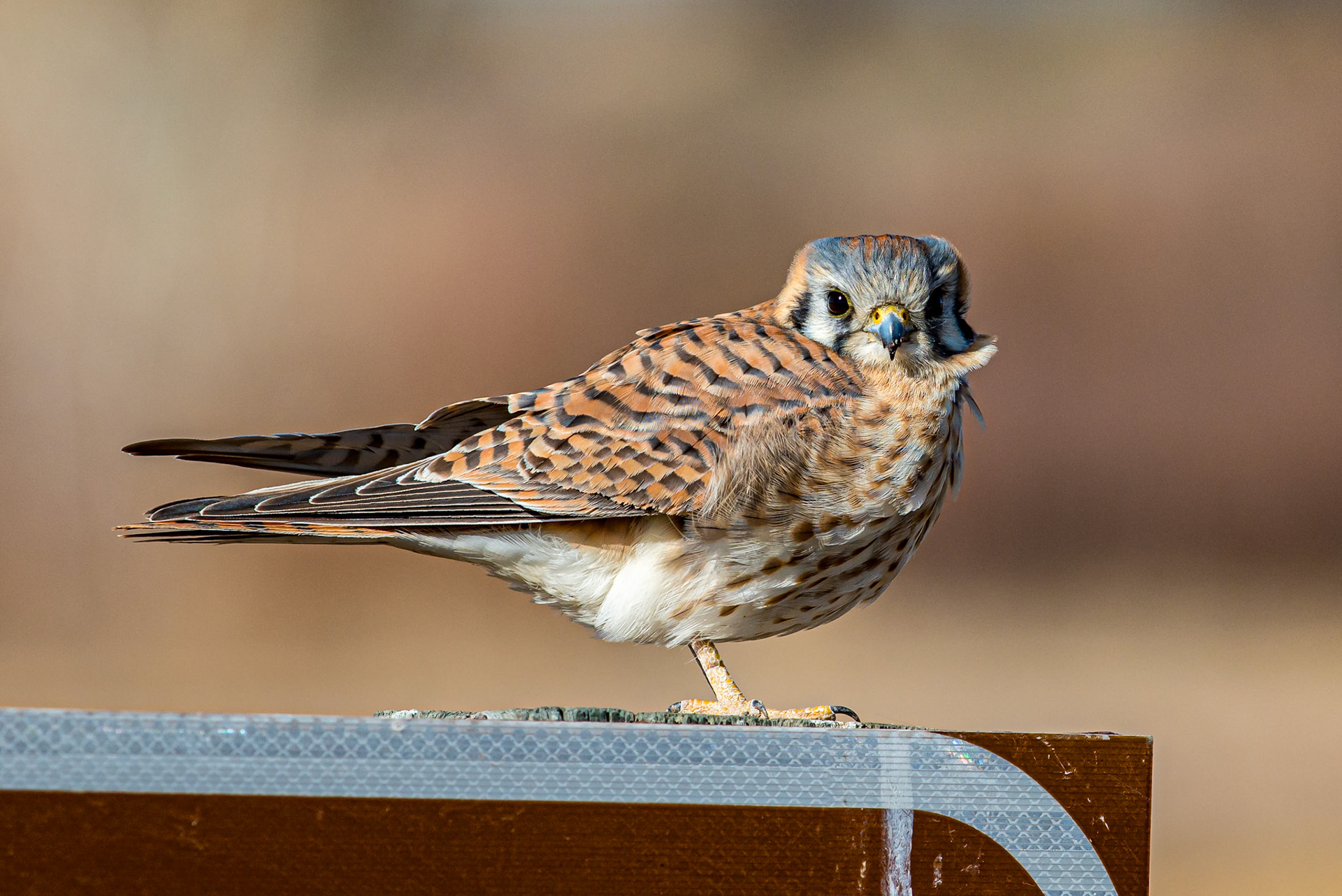 Kestrel