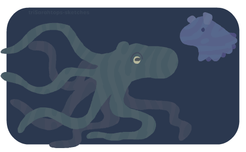 Octopi