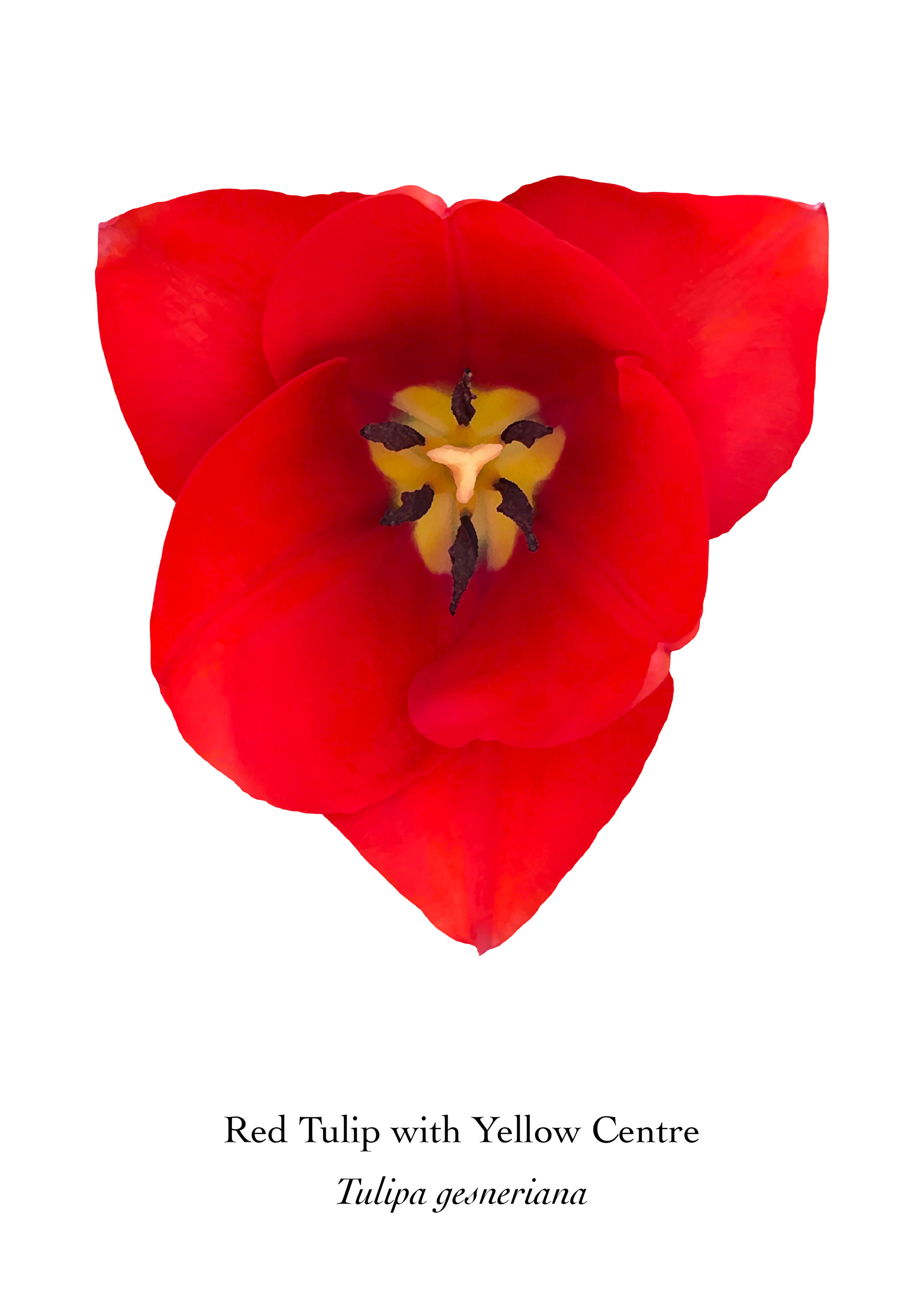 Available at: https://displate.com/displate/2137729