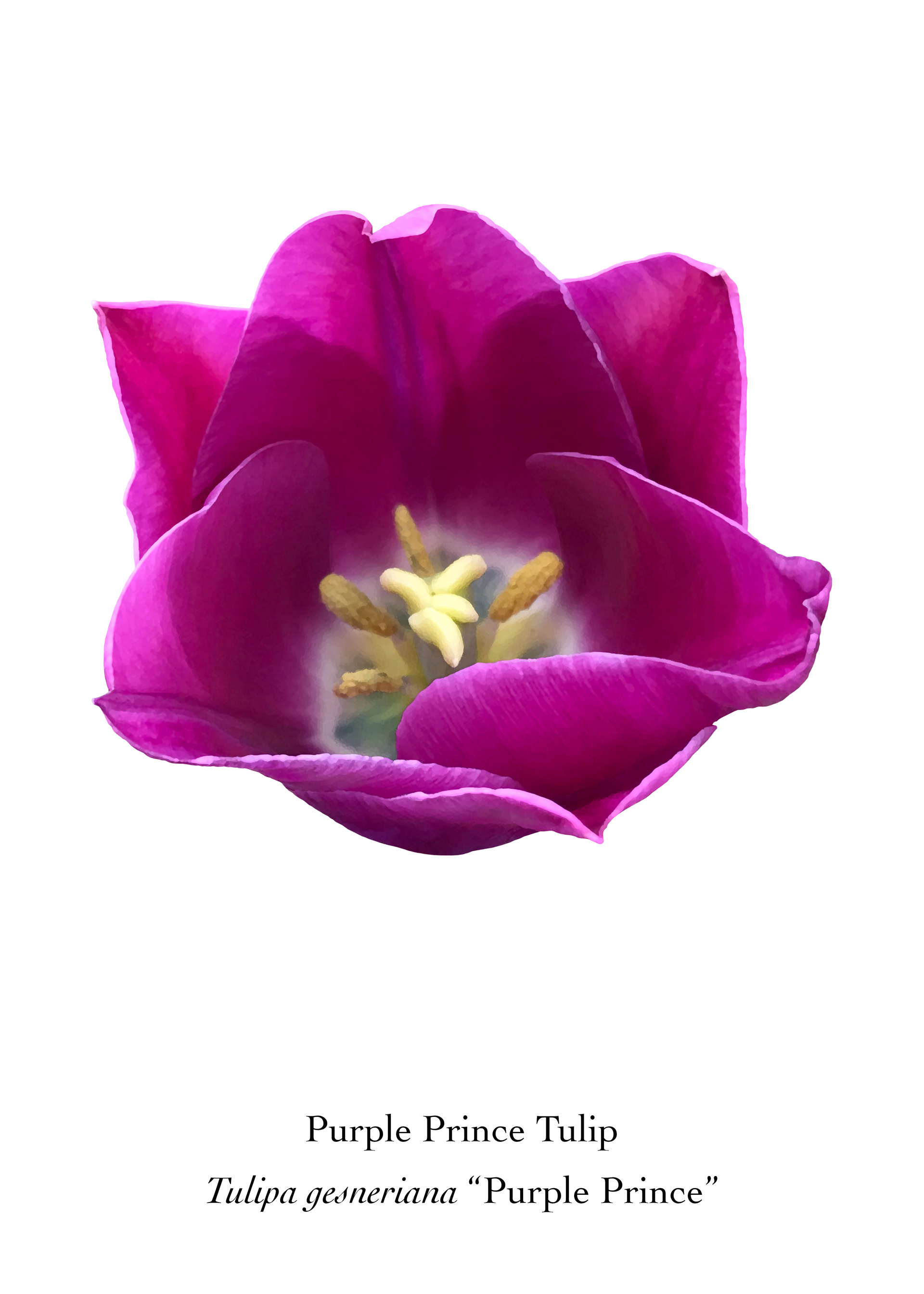 Available at: https://displate.com/displate/2137247