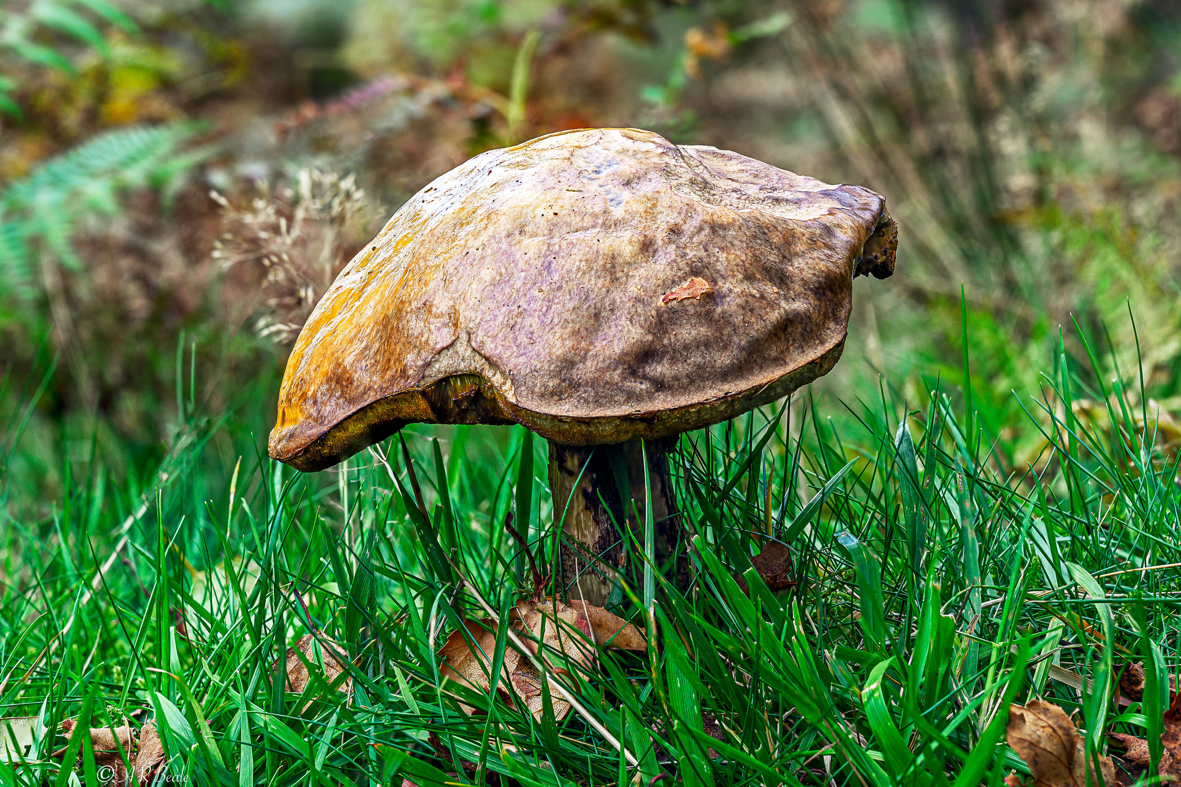 Mushroom at the edge of Lanty's Tarn. Edable ?