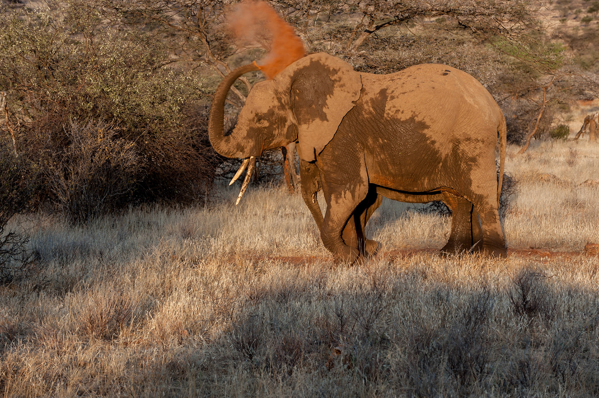 Elefant bei der Sanddusche