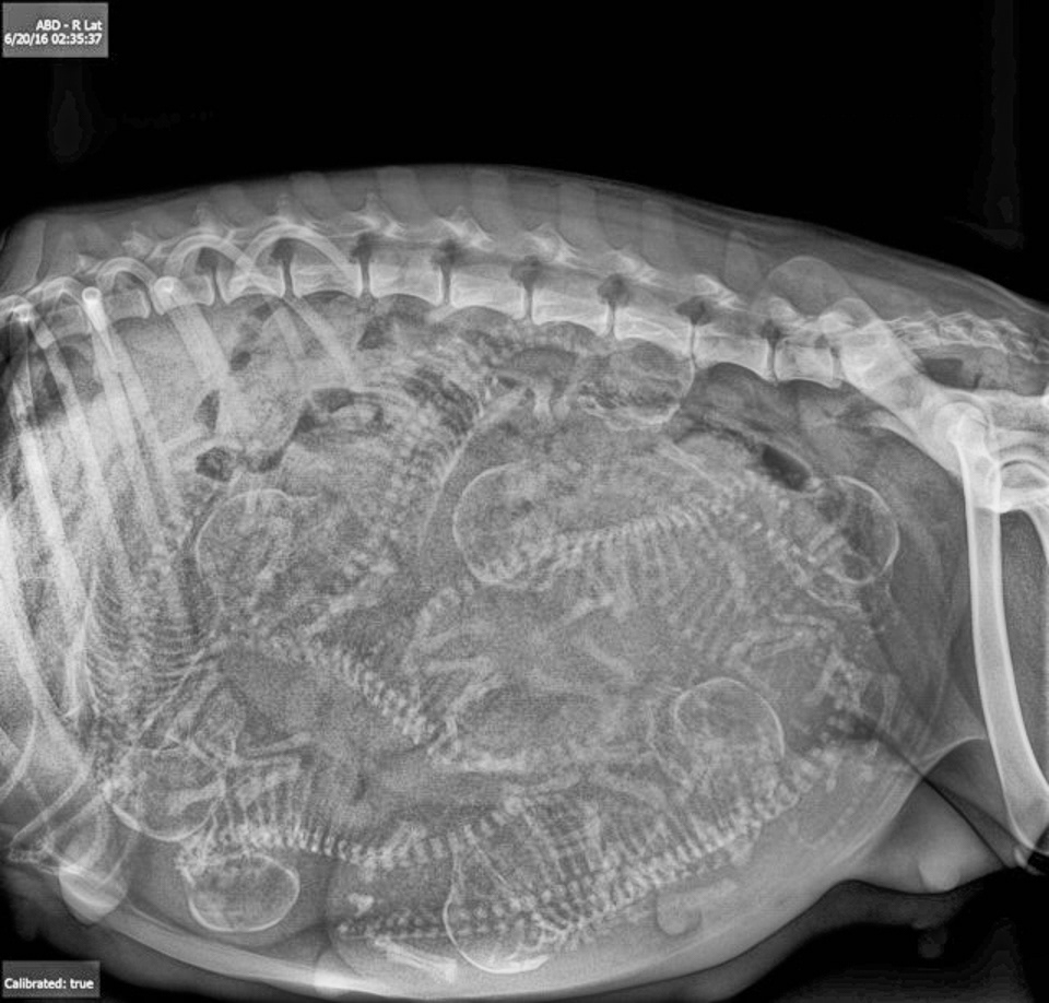 X-ray of 8 pups