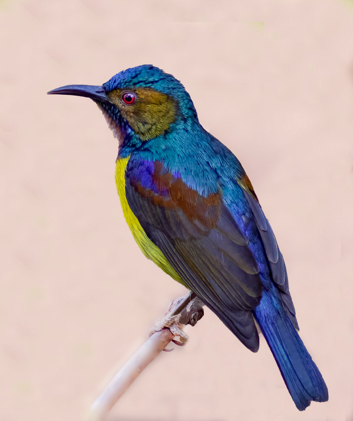 Brown-throated Sunbird