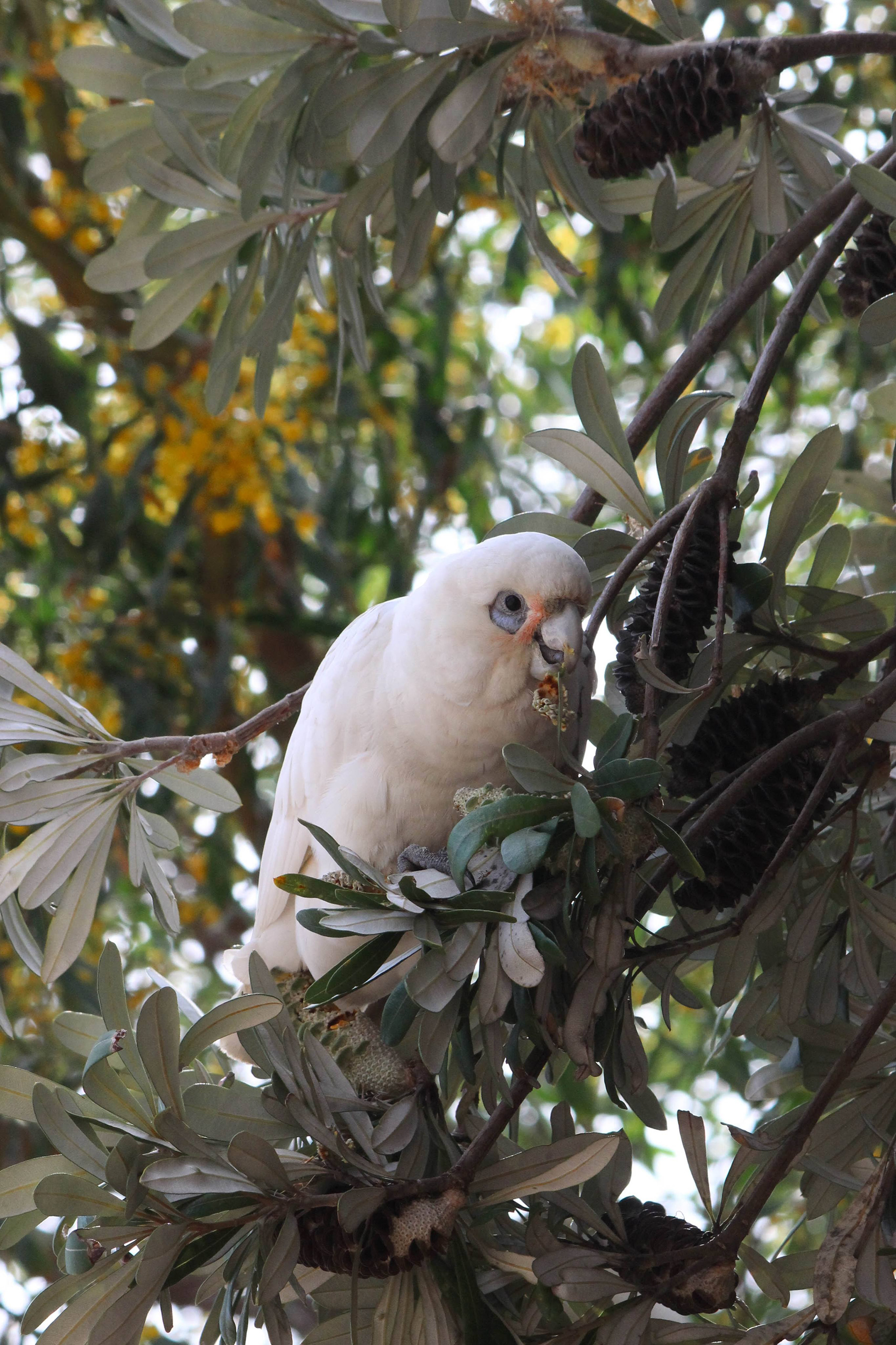 Corella, 2018