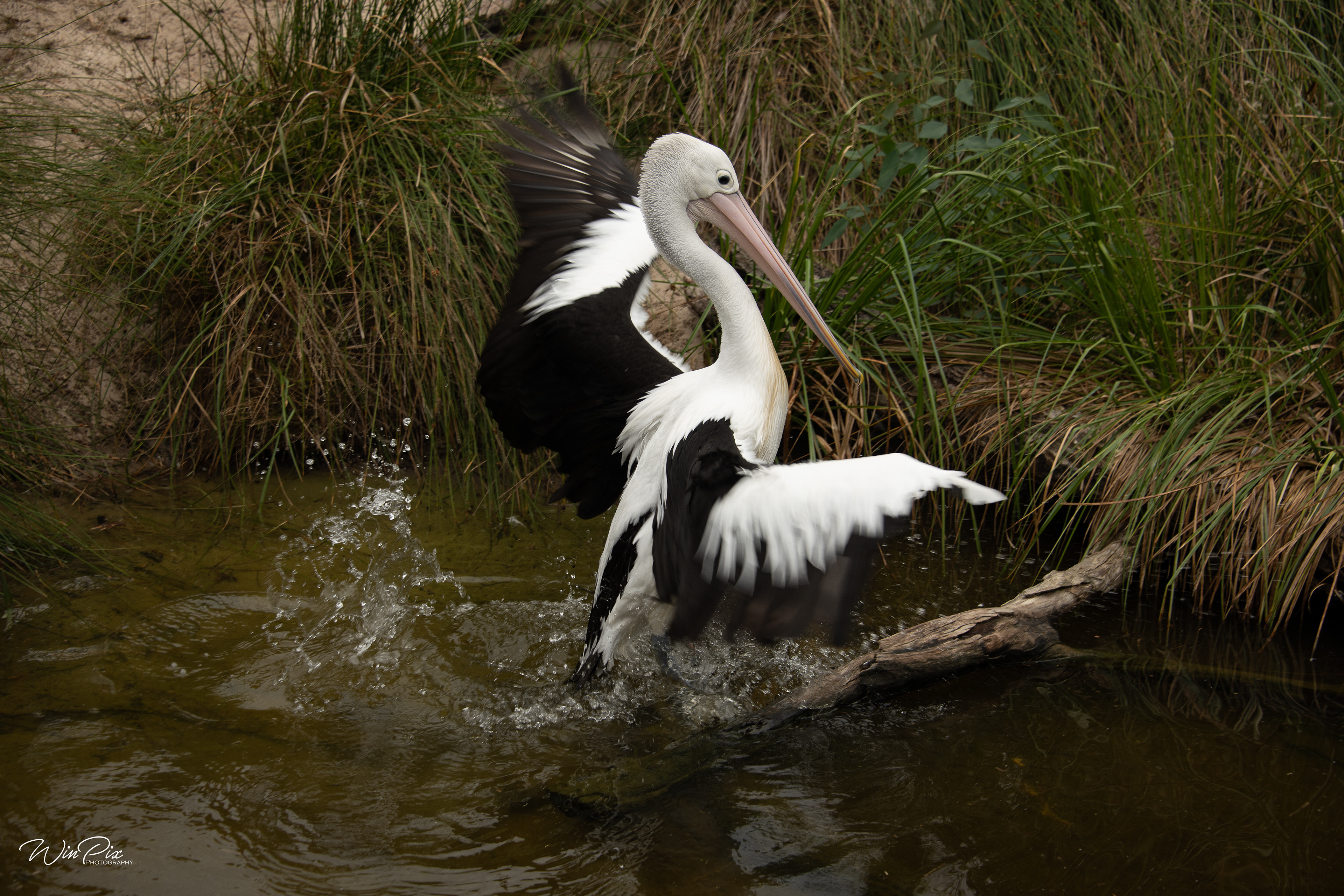 Pelican Landing