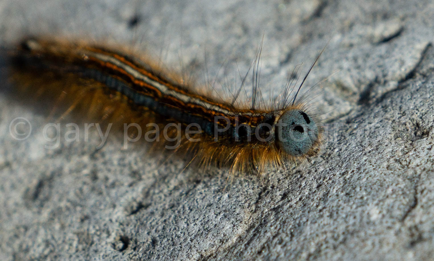 Macropillar