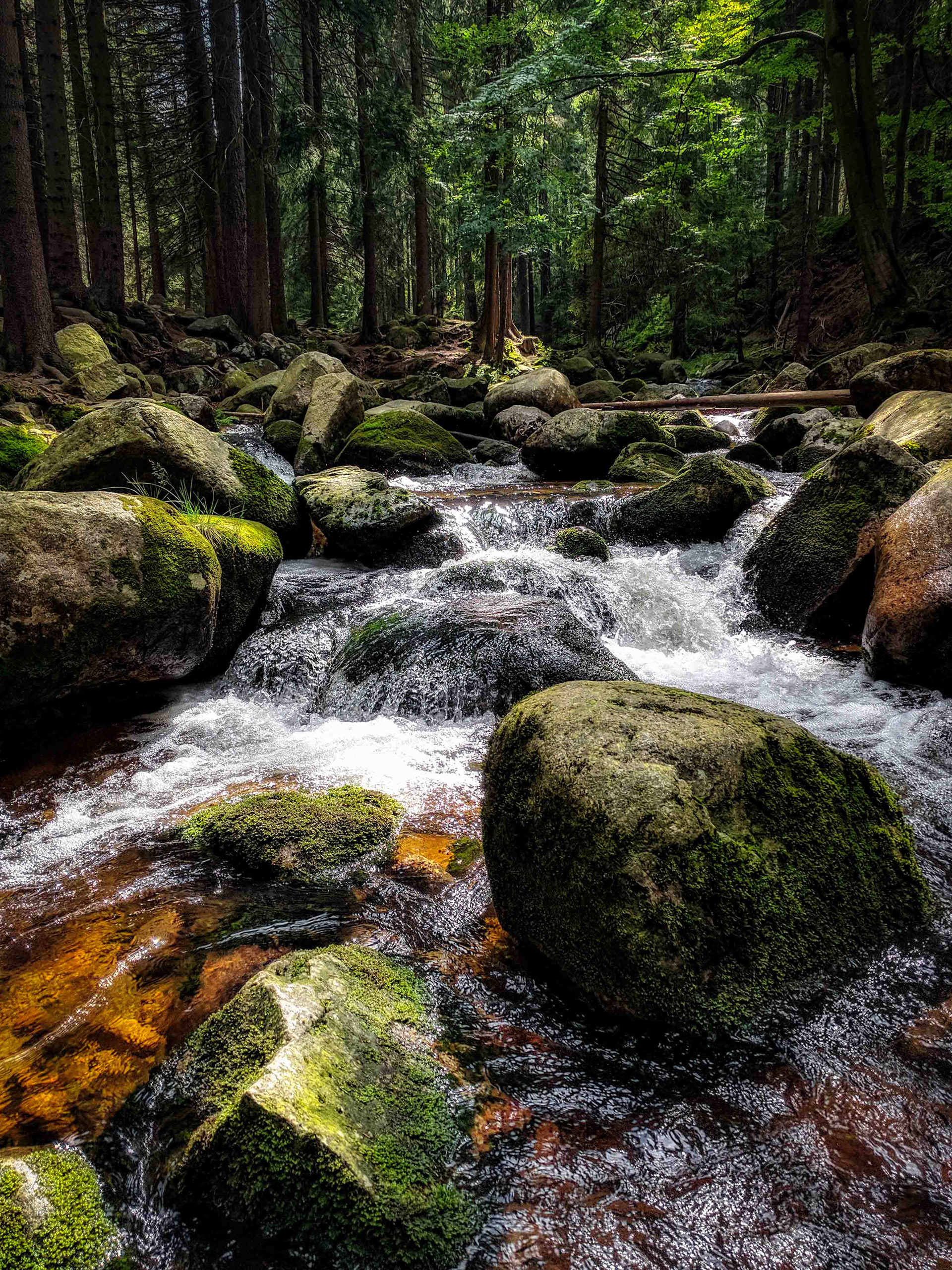 Forest Brook. Poland